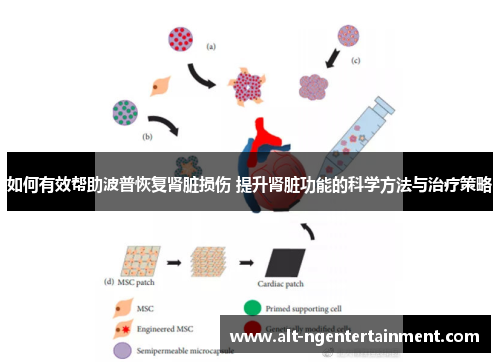 如何有效帮助波普恢复肾脏损伤 提升肾脏功能的科学方法与治疗策略