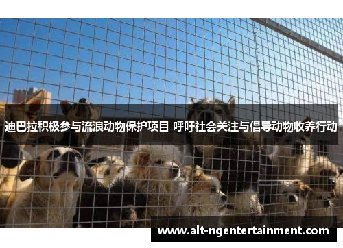 迪巴拉积极参与流浪动物保护项目 呼吁社会关注与倡导动物收养行动 迪巴拉积极参与流浪动物保护项目 呼吁社会关注与倡导动物收养行动